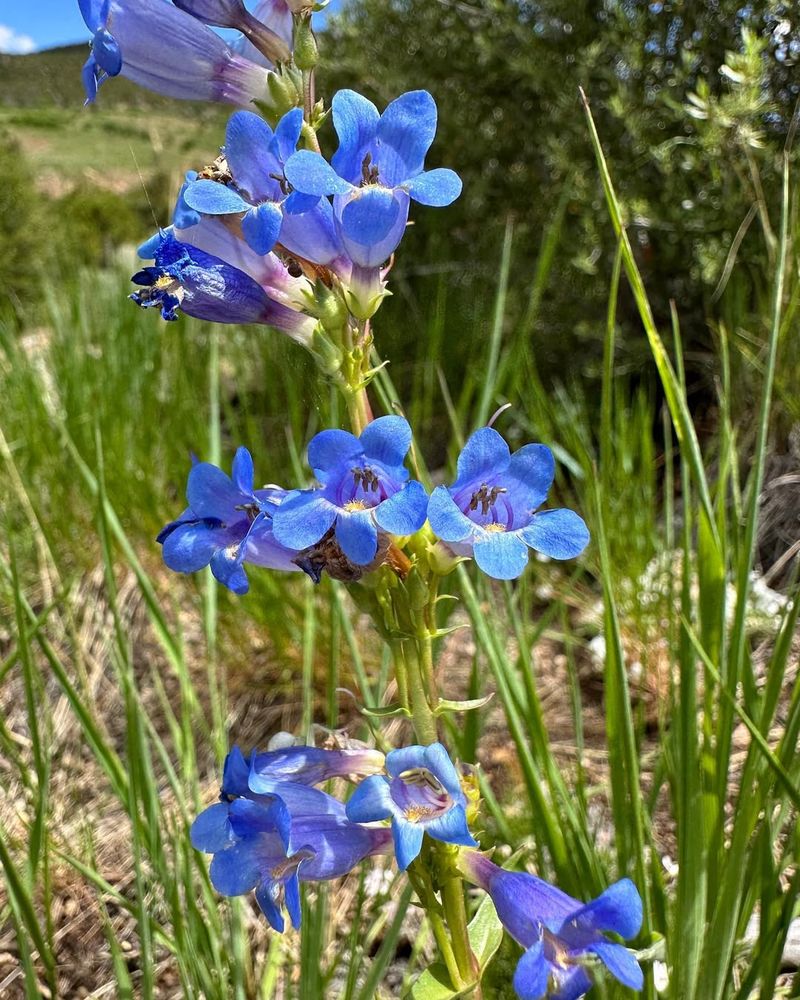 Cost-Effective Landscaping Solution