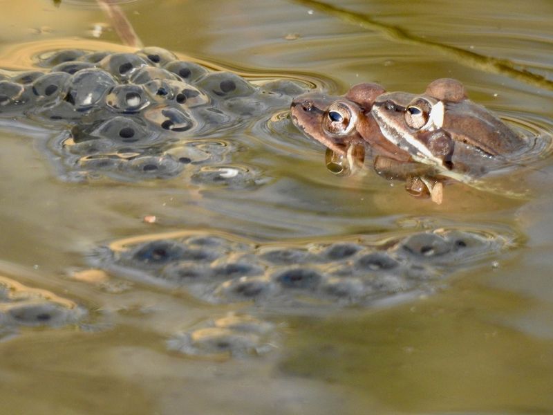 Absence Of Fish Allows Tadpoles To Develop Safely