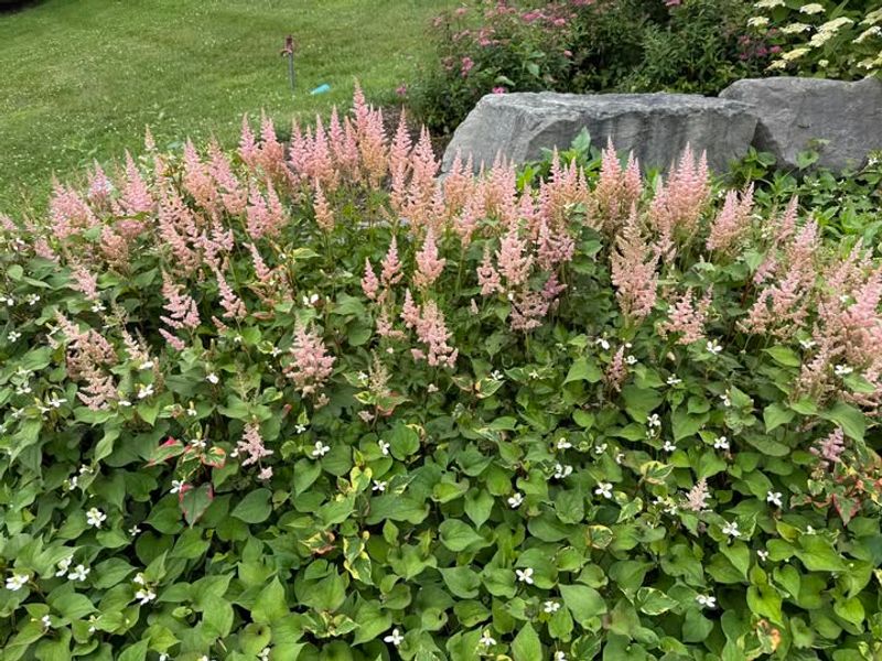 Chameleon Plant (Houttuynia cordata)