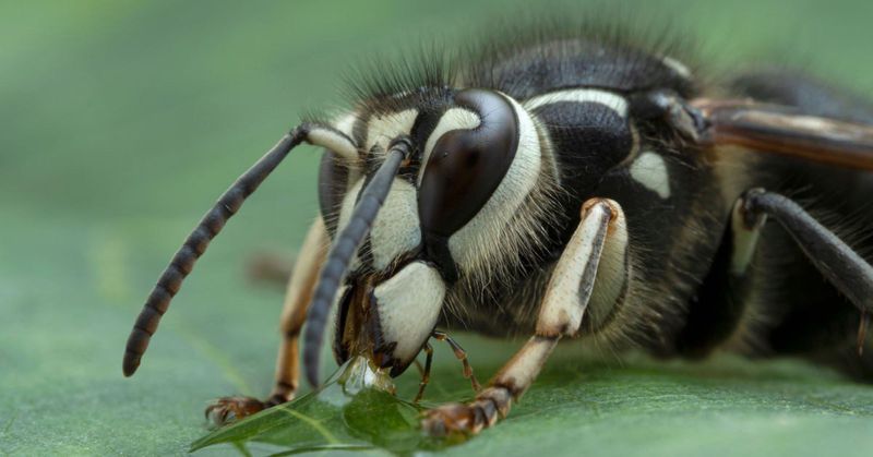 Bald-Faced Hornet