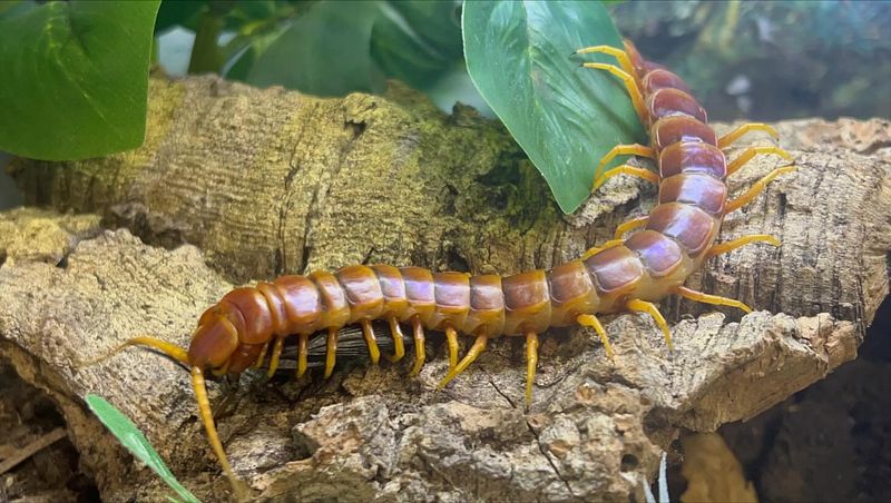 Giant Redheaded Centipede