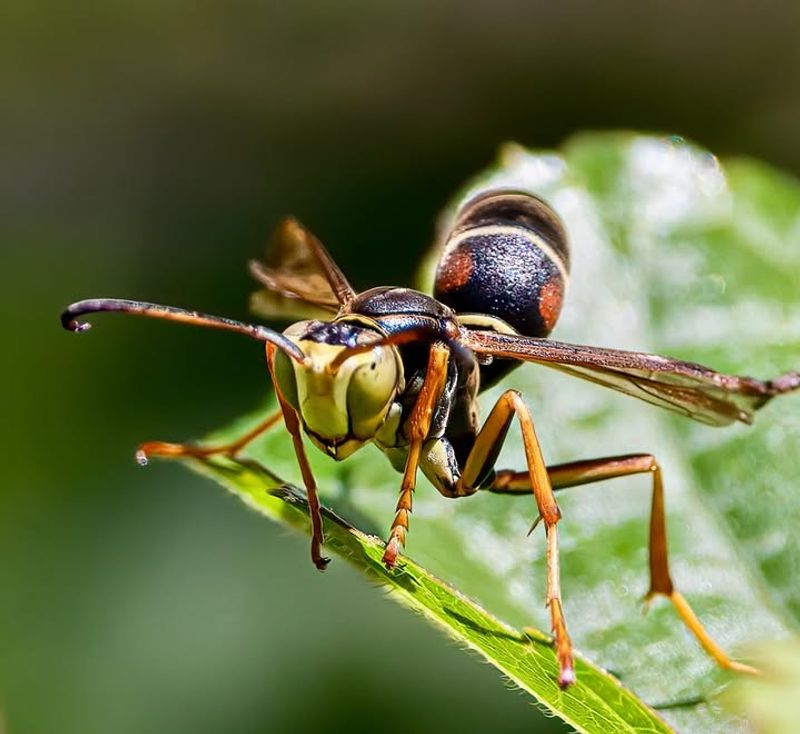 Paper Wasps (Polistes Species)