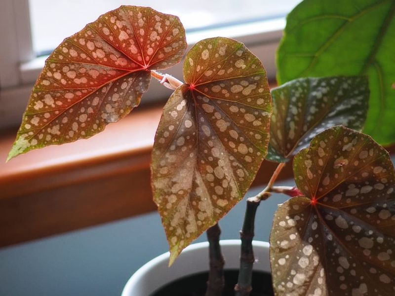 Brown Crispy Leaf Tips