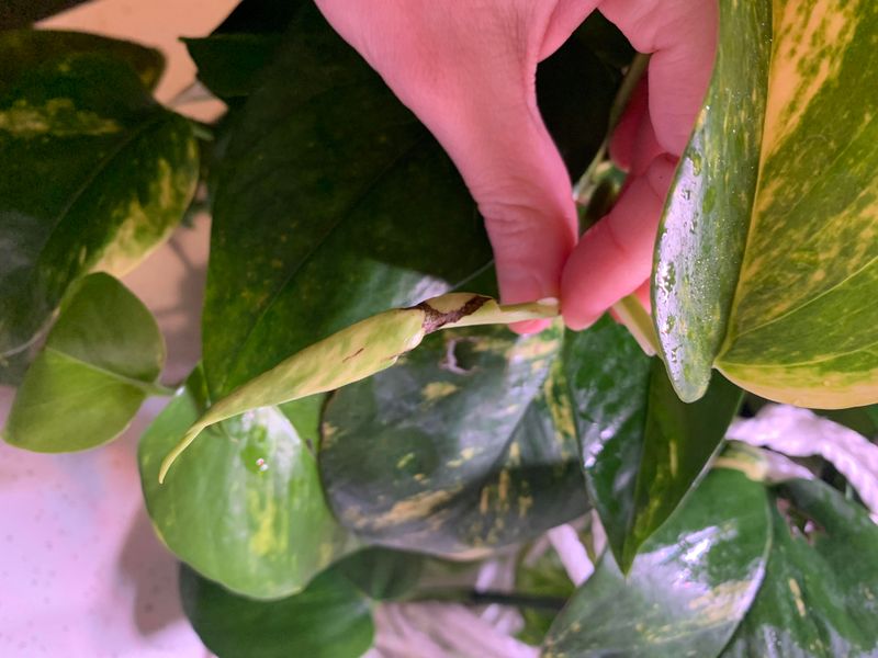 Brown Crispy Tips On The Leaf Edges