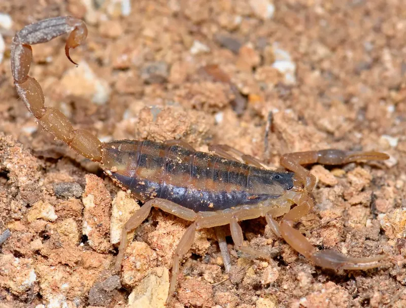 Striped Bark Scorpion