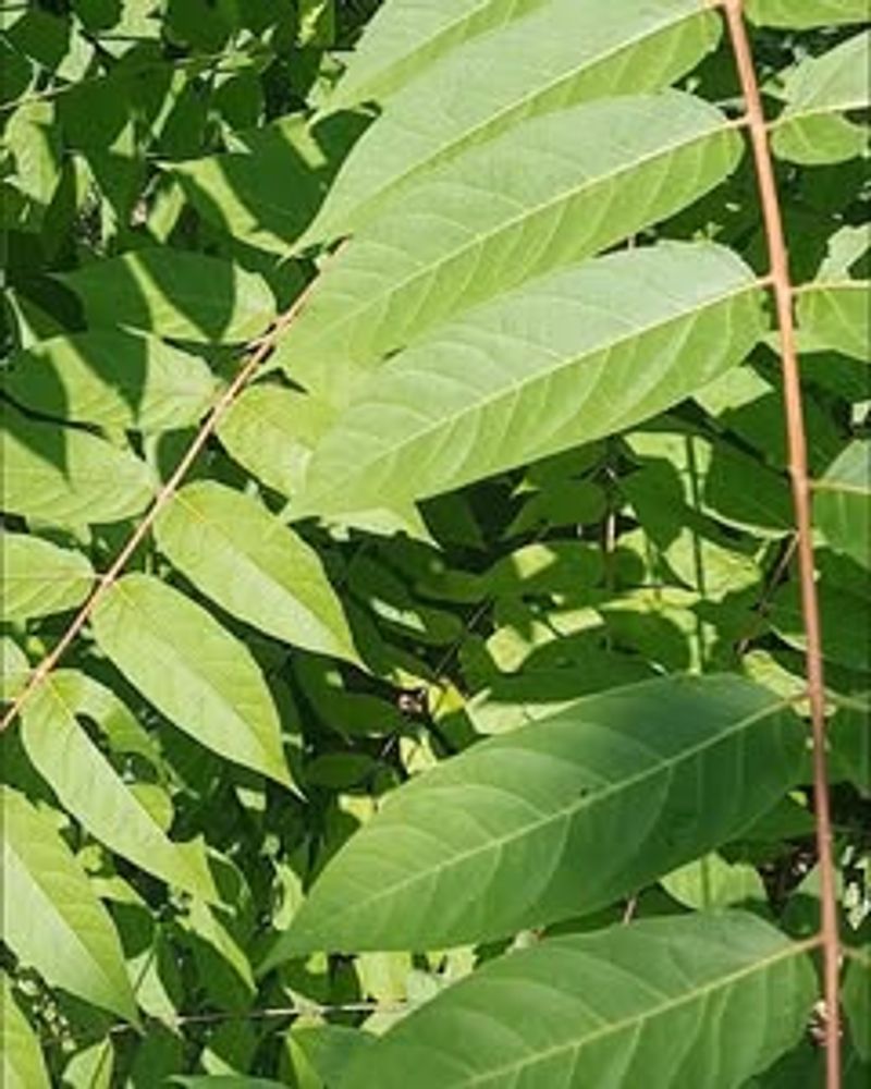 Tree Of Heaven (Ailanthus Altissima)