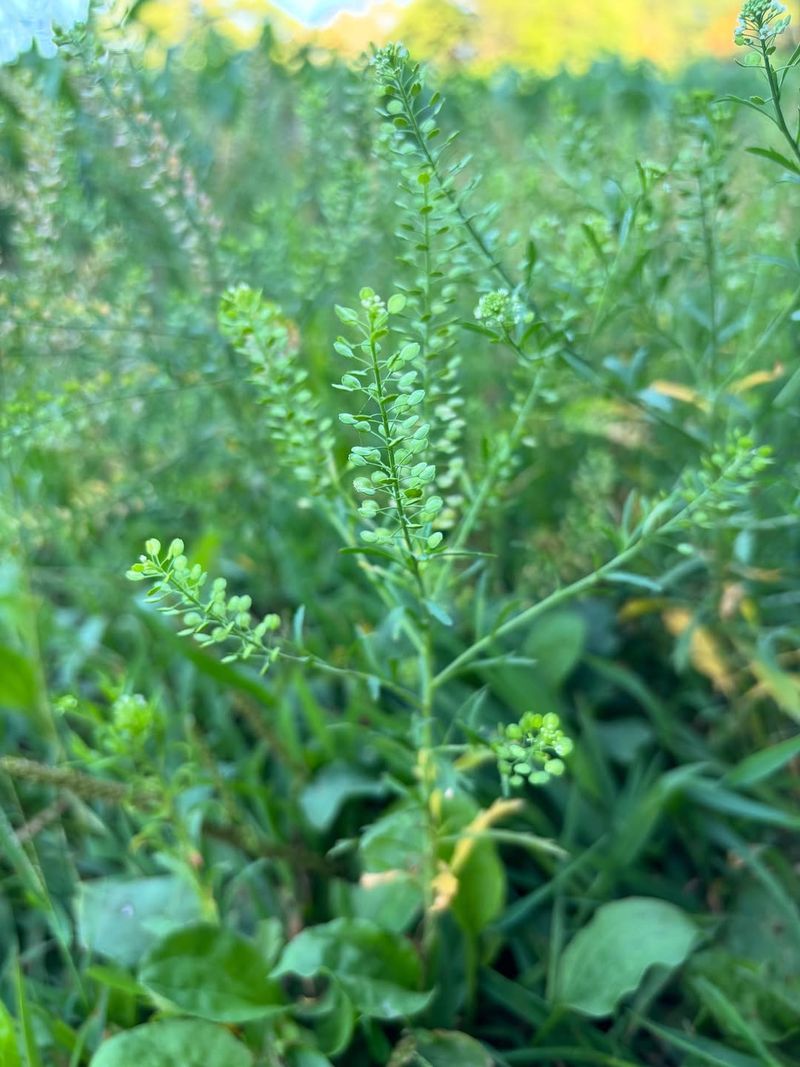 Perennial Pepperweed