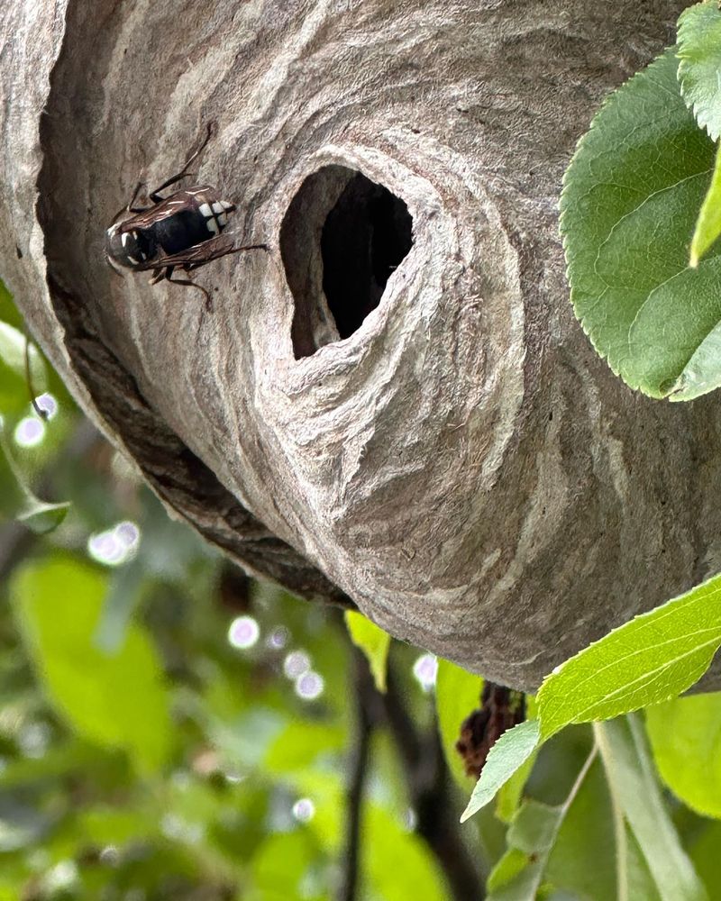 Bald-Faced Hornets