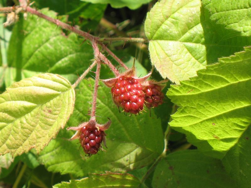 California Blackberry (Rubus Ursinus)