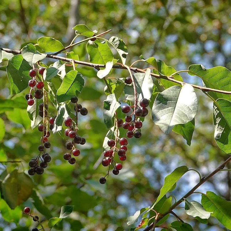 Black Cherry (Prunus Serotina)