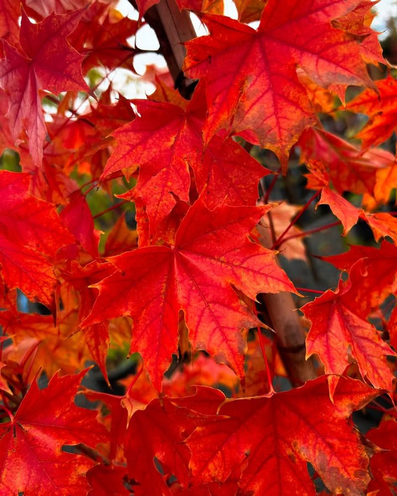 Red Maple (Acer Rubrum)