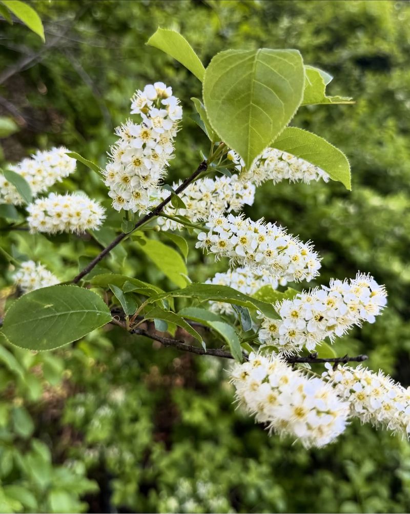 Cherry Trees Including Black Cherry (Prunus Serotina)