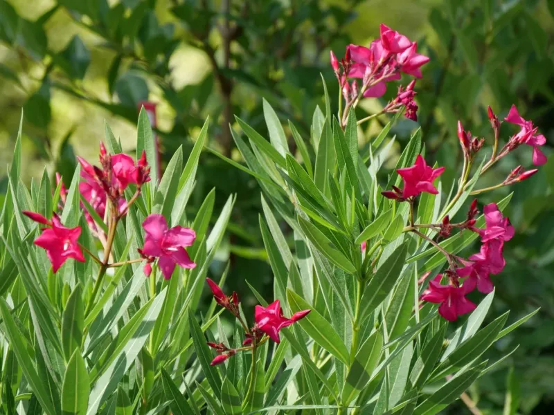 Oleander