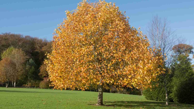 Tulip Tree
