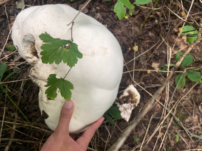 They Release Trillions Of Spores Into The Air