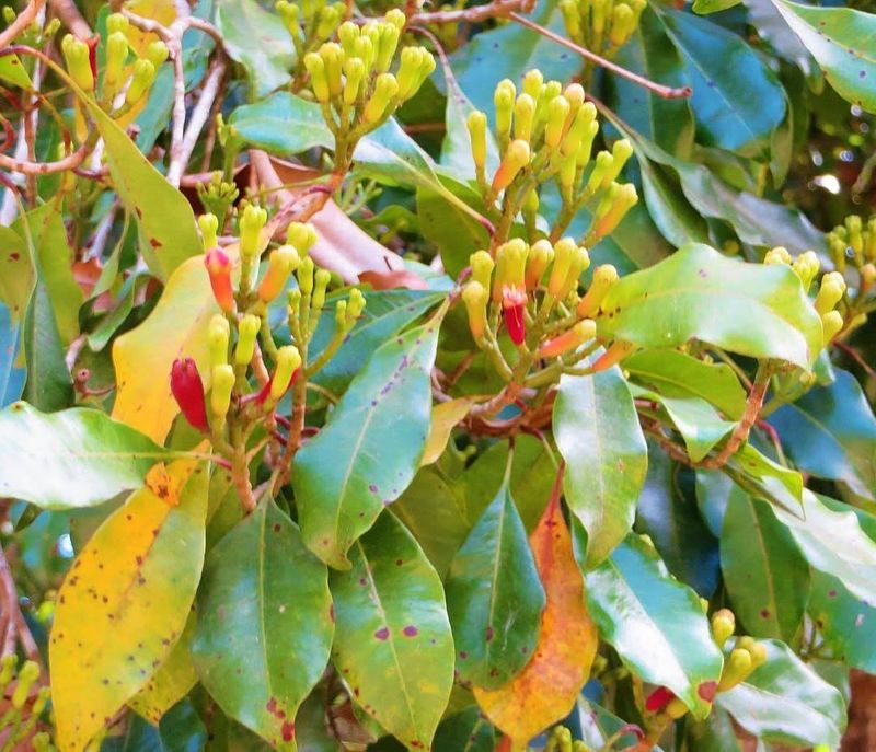 Why Cloves Can Actually Grow At Home