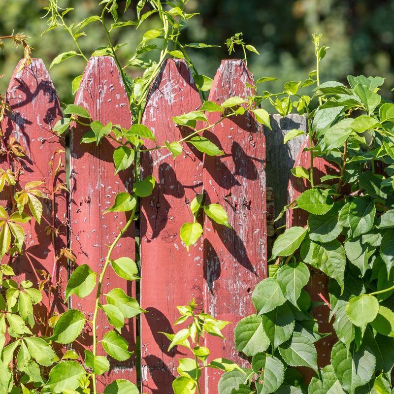 You Cannot Trespass To Trim The Vines At Their Source