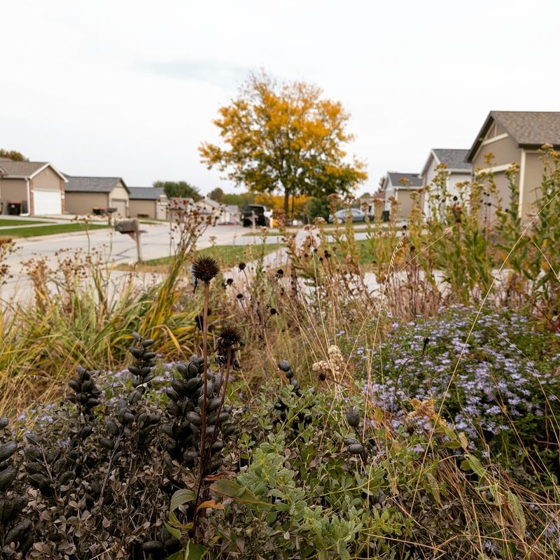 Native Grass Seeds Are Becoming Easier To Find And Afford