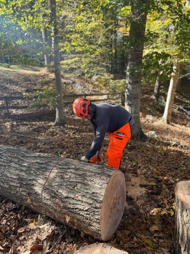 Hire Professionals For Assessment And Removal In Virginia