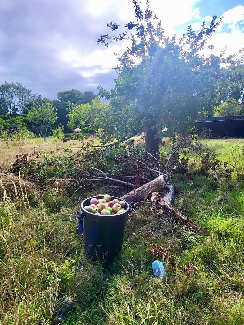 Fallen Fruit Changes Ownership