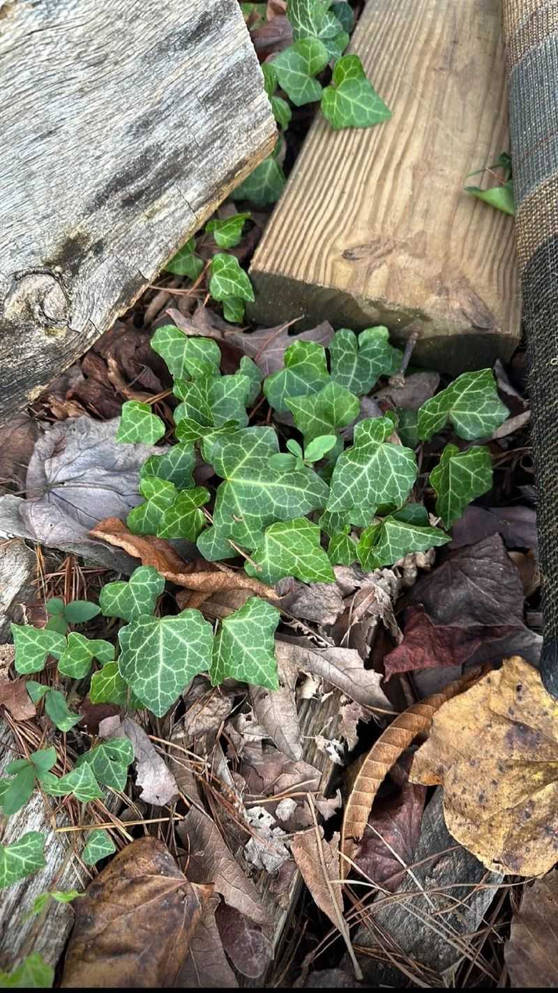 Insurance May Not Cover Neighbor's Negligence