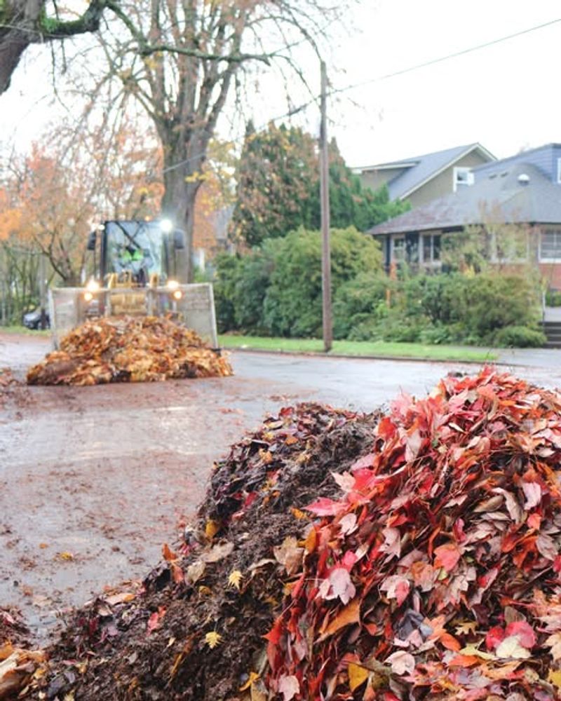 Healthy Trees Do Not Create Legal Liability