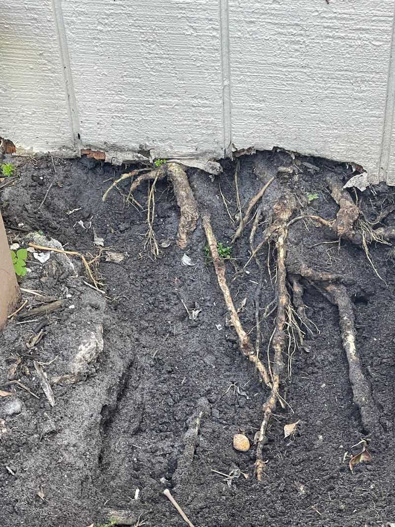 Roots That Cross Property Lines Follow Similar Rules