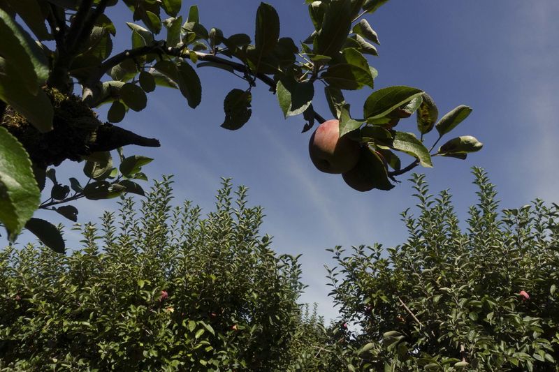 Fallen Fruit Creates A Legal Gray Area
