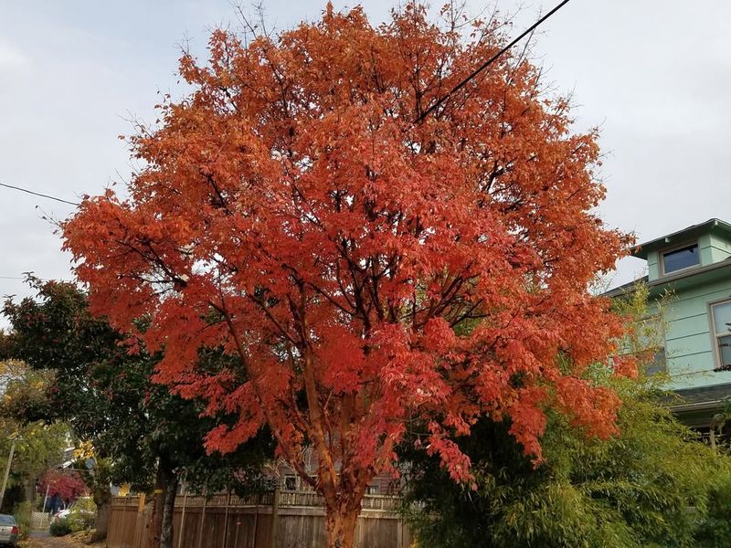 The Tree Owner Controls Decisions About Their Tree