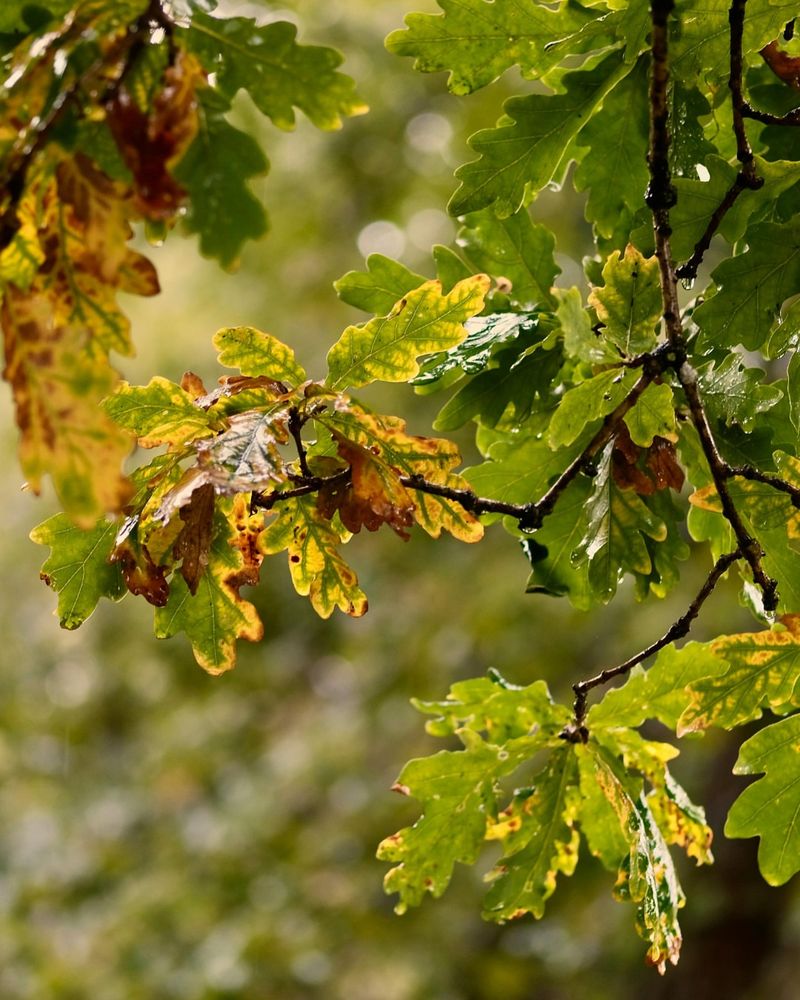 Oak Wilt Disease Creates Special Trimming Restrictions