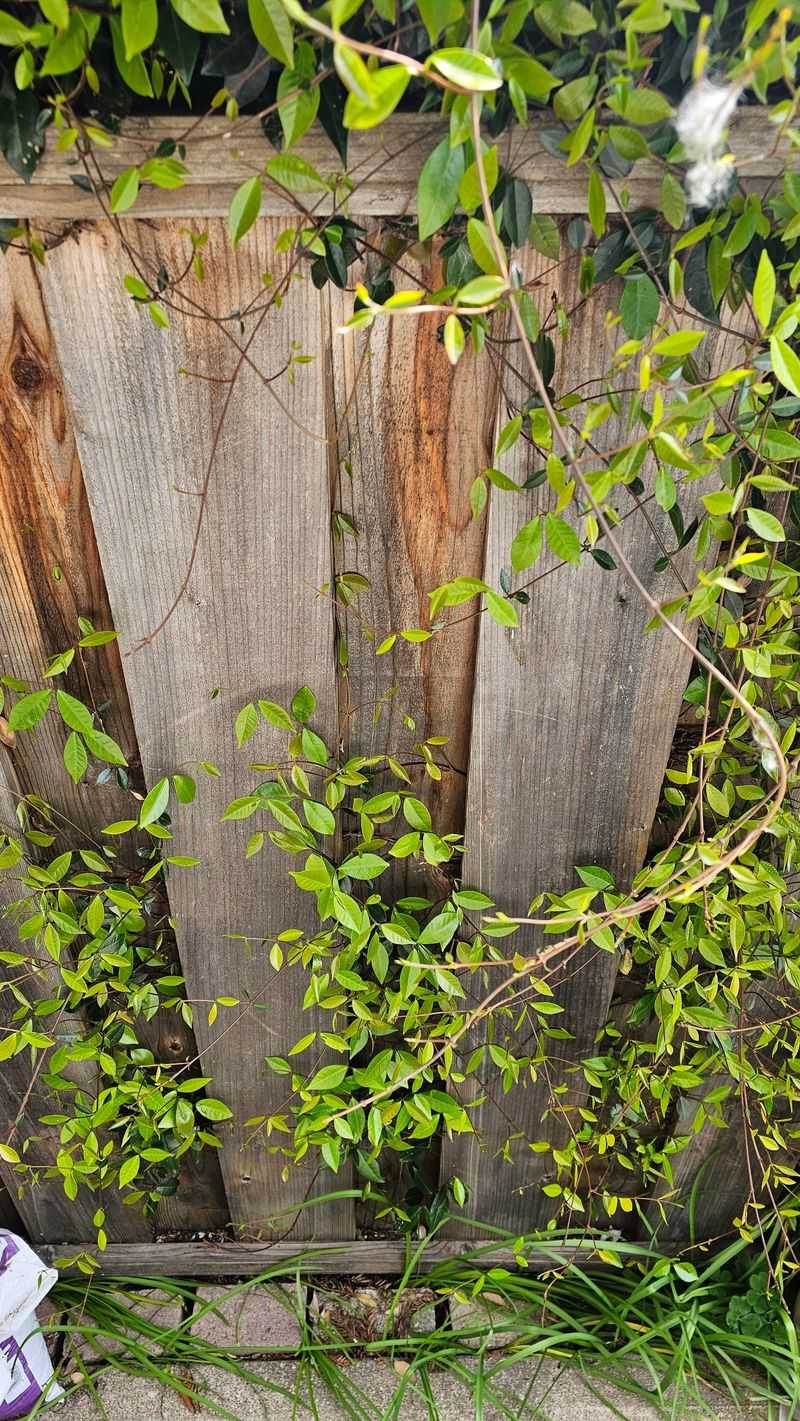 Poisoning Or Harming The Vines Can Lead To Liability