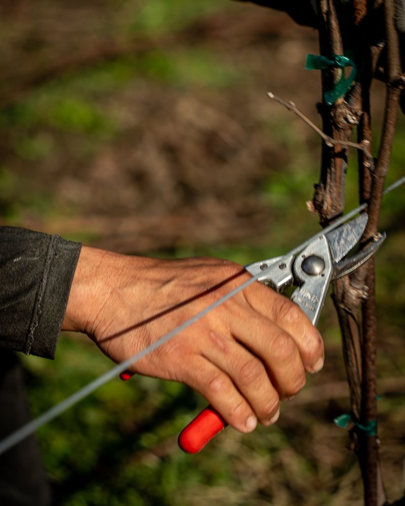 You Must Not Damage The Plant On Your Neighbor's Side