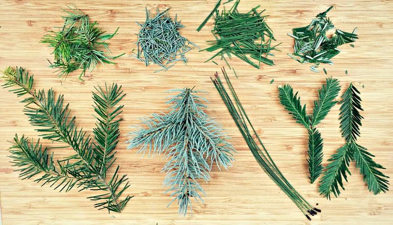 Leaves Are Treated The Same As Pine Needles And Seeds