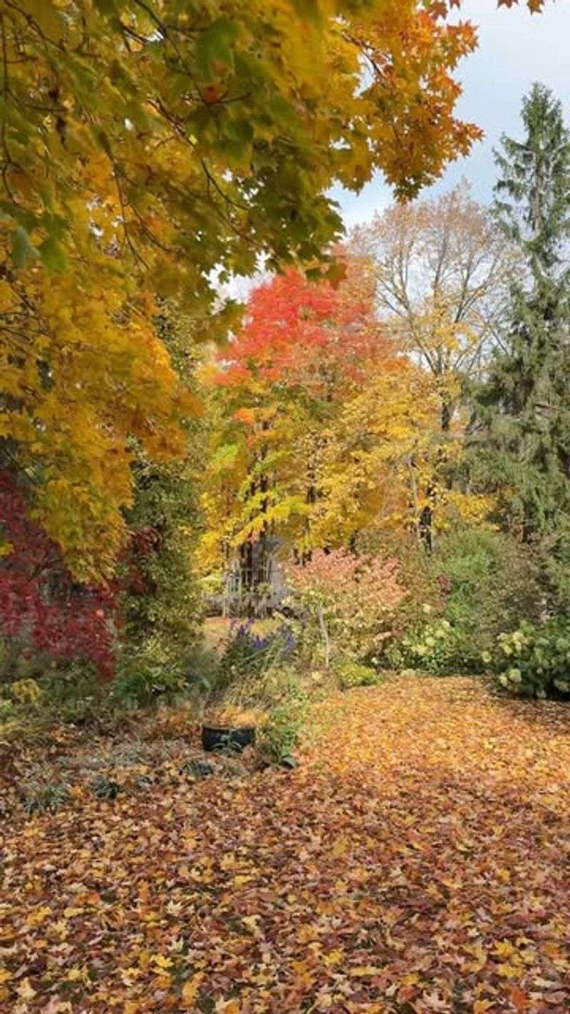 You Cannot Damage The Tree To Stop Leaf Drop