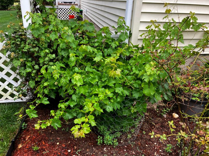 Responsibility For Trimmed Vegetation