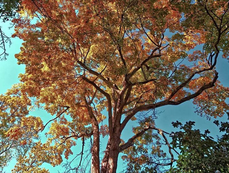 Your Neighbor Doesn't Have To Trim Branches Over Your Property