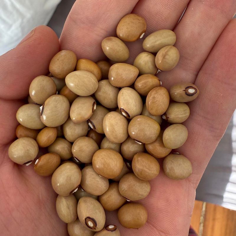 Heirloom Seed Collections