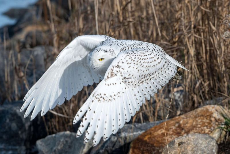 Irruptive Migration Patterns