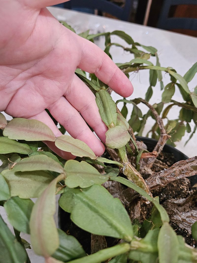 Epsom Salt And Hydrogen Peroxide Blend That Shockingly Wakes Up A Droopy Christmas Cactus