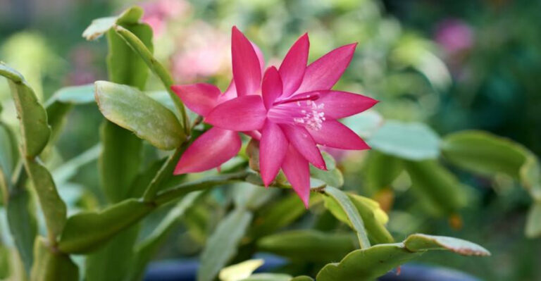 Christmas cactus (featured image)