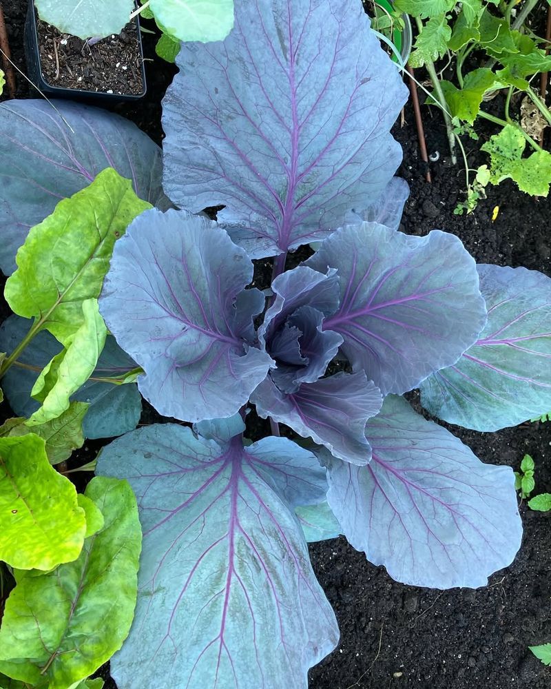 Plant Cool-Season Vegetables For A Winter Harvest