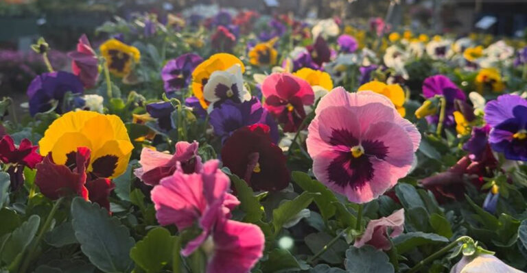 pansies