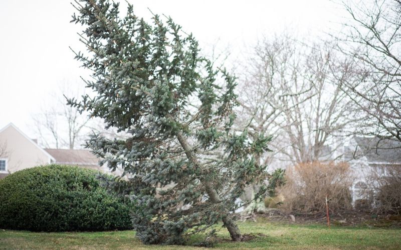 Warning Your Neighbor About Dangerous Trees Protects Your Rights