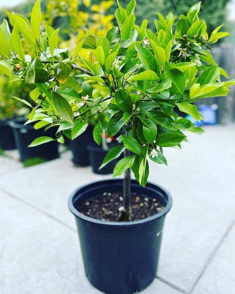 #1 Choose The Right Orange Variety For Indoor Spaces