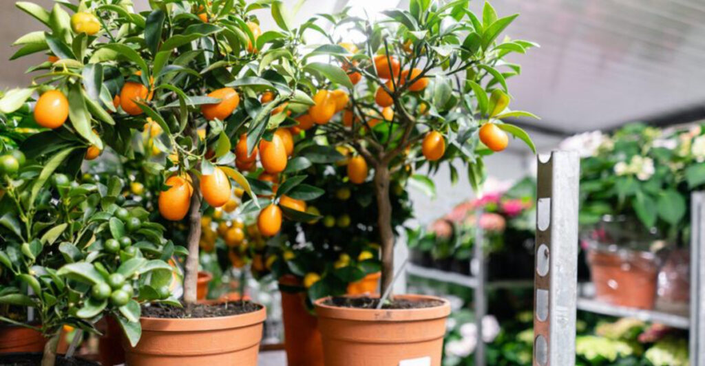 Your Indoor Orange Tree Can Thrive With These Easy Growing Tips