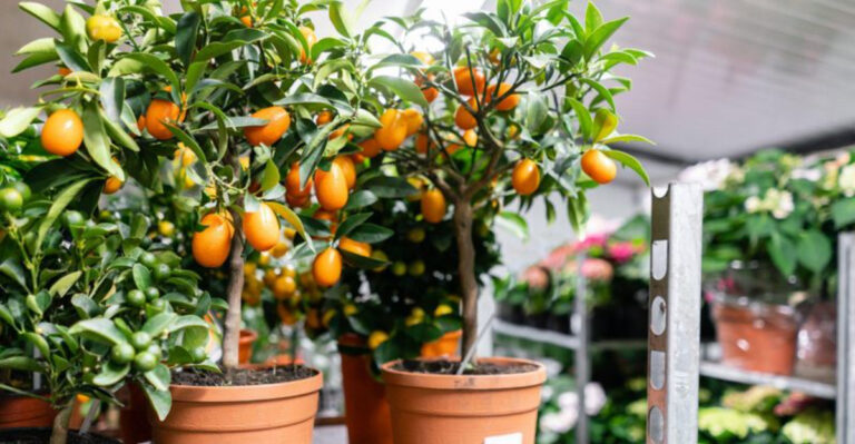 orange tree (featured image)