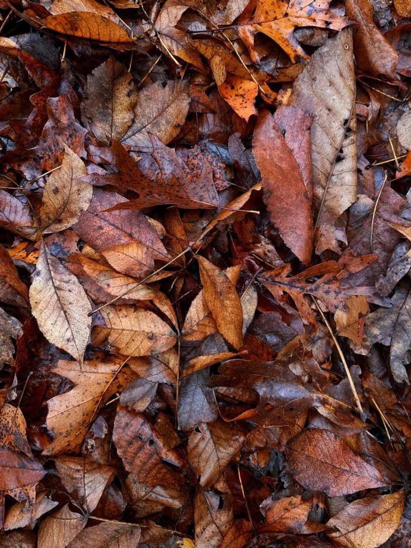 Leaves Are Treated Like Pine Needles, Acorns, And Seeds