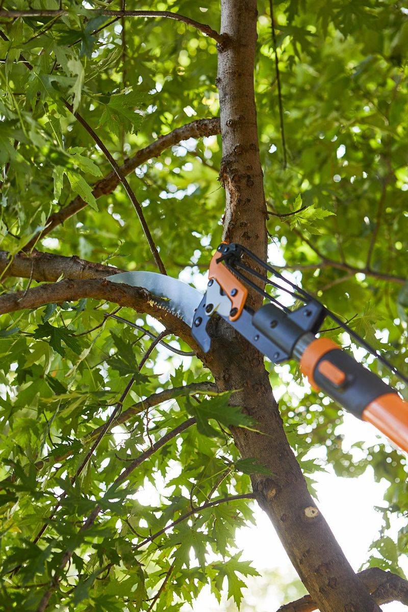 You May Trim Branches That Cross The Property Line