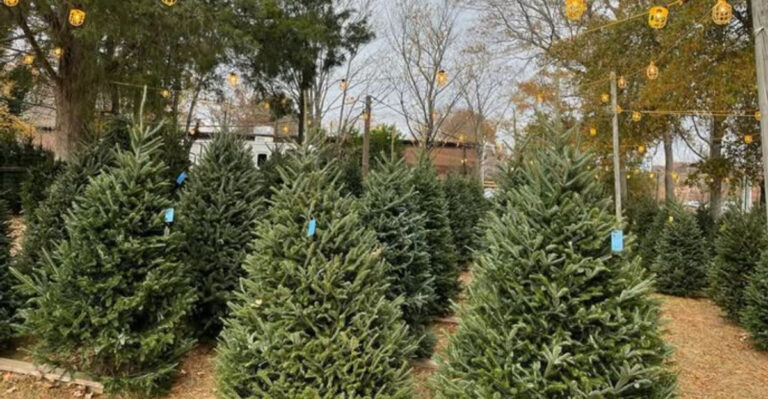 Trees (featured image)