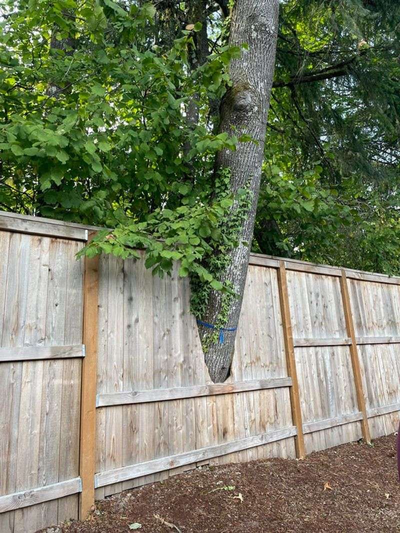 Warning Your Neighbor About Dangerous Trees Matters Legally